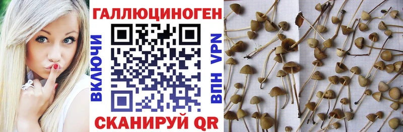Галлюциногенные грибы Psilocybine cubensis  закладка  omg ТОР  Тайшет 